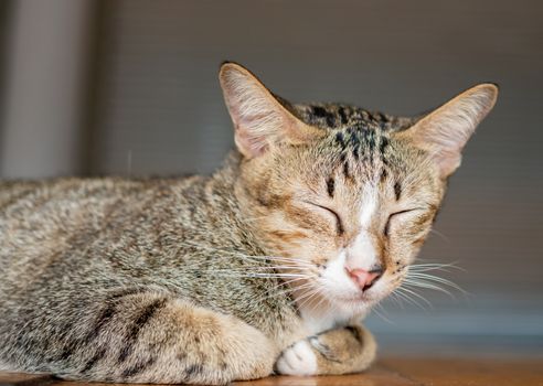 The cat was on the wooden bed and closed his eyes.