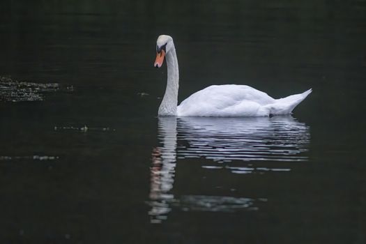 a Young swan swims elegantly on the pond