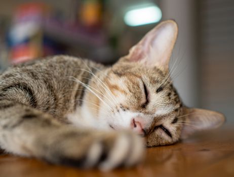 A cat sleeping on a wooden bed