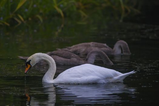 a Young swan swims elegantly on the pond