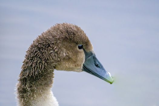 a Young swan swims elegantly on the pond