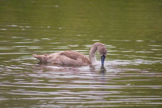 a Young swan swims elegantly on the pond