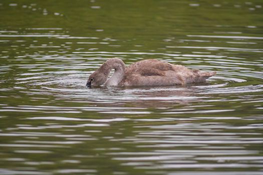 a Young swan swims elegantly on the pond