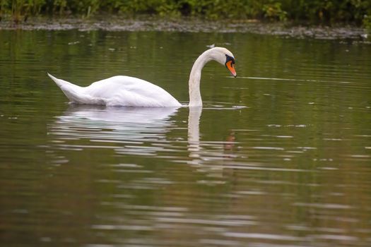 a Young swan swims elegantly on the pond