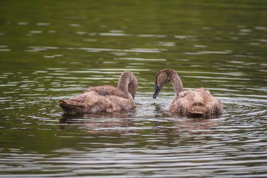 a Young swan swims elegantly on the pond