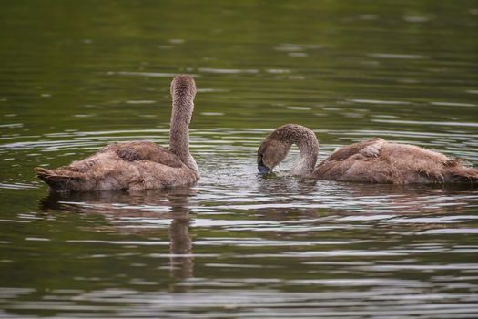 a Young swan swims elegantly on the pond