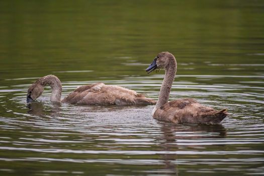 a Young swan swims elegantly on the pond