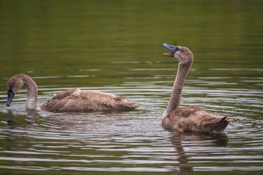 a Young swan swims elegantly on the pond