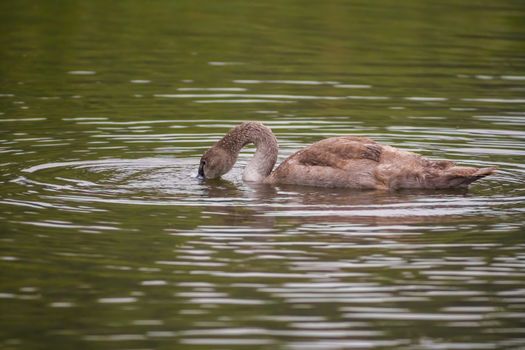 a Young swan swims elegantly on the pond