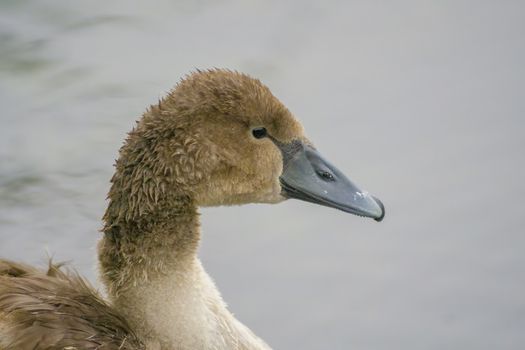 a Young swan swims elegantly on the pond