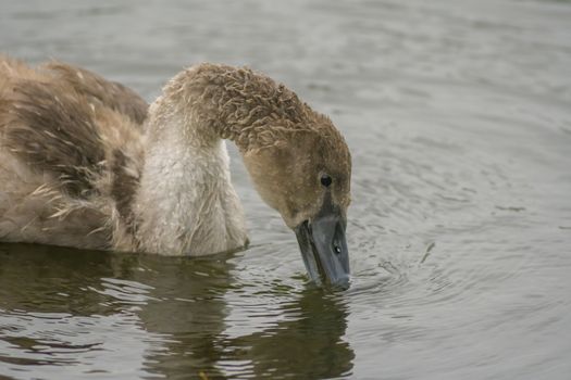 a Young swan swims elegantly on the pond