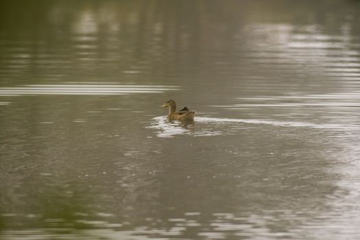 a Young swan swims elegantly on the pond