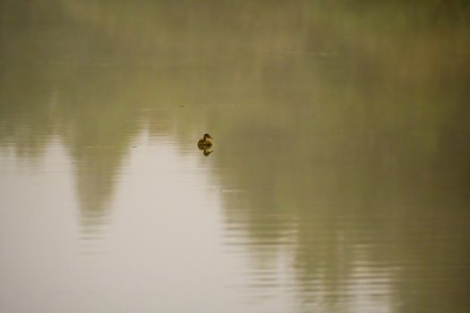 a Young swan swims elegantly on the pond