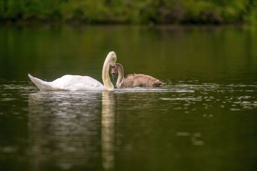 a Young swan swims elegantly on the pond