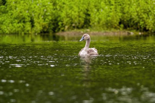 a Young swan swims elegantly on the pond