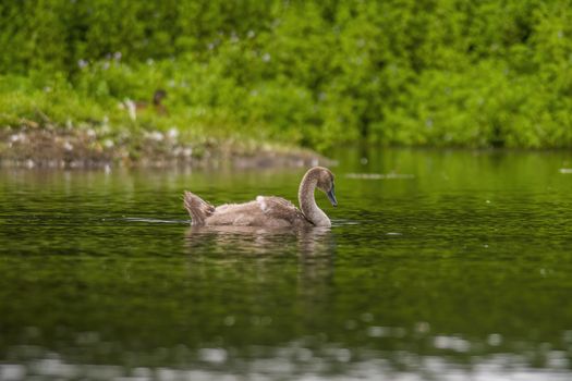 a Young swan swims elegantly on the pond