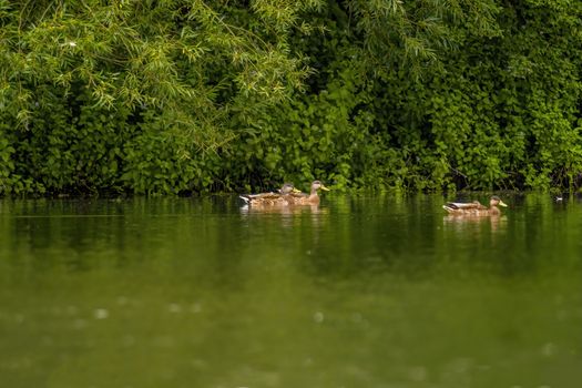 a Young swan swims elegantly on the pond