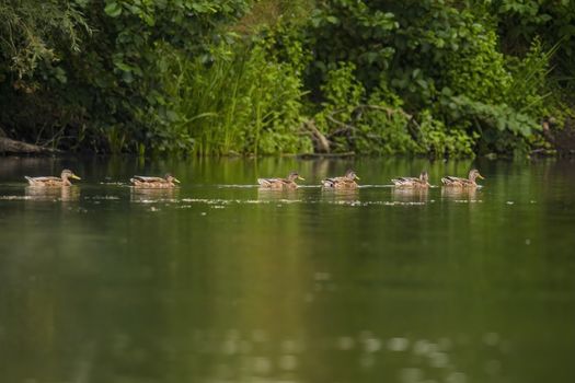 a Young swan swims elegantly on the pond