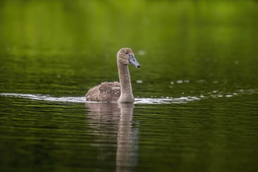 a Young swan swims elegantly on the pond