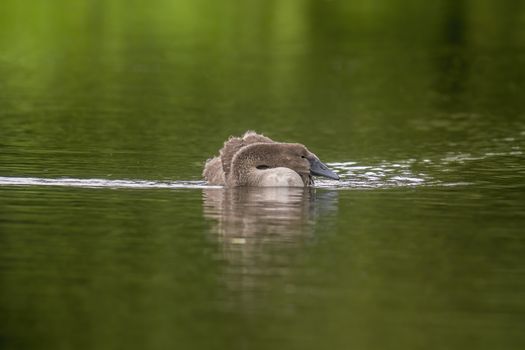 a Young swan swims elegantly on the pond