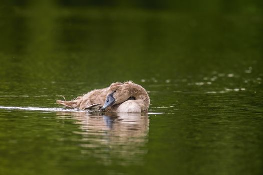 a Young swan swims elegantly on the pond