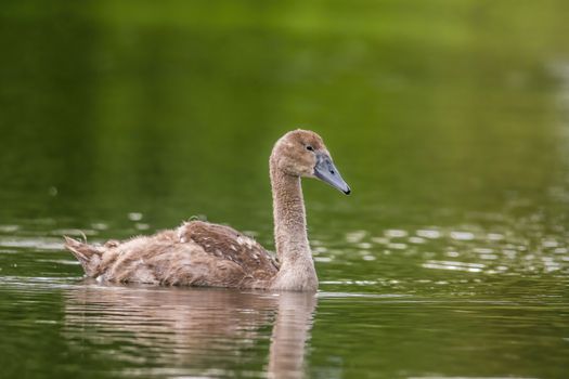 a Young swan swims elegantly on the pond