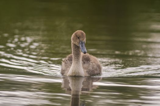 a Young swan swims elegantly on the pond