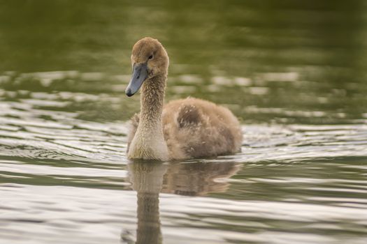 a Young swan swims elegantly on the pond