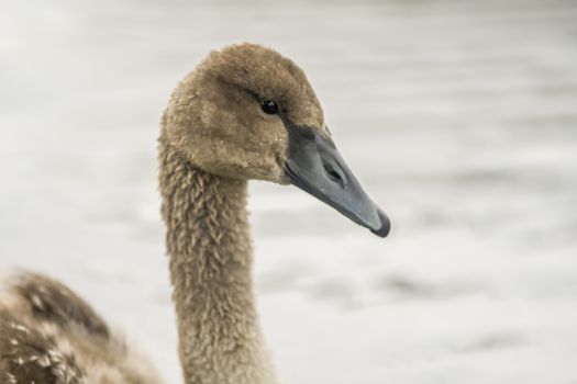 a Young swan swims elegantly on the pond