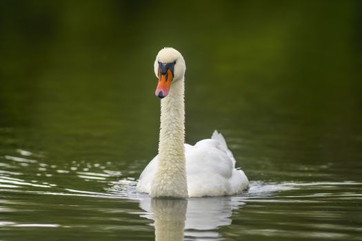 a Young swan swims elegantly on the pond