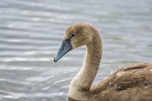 a Young swan swims elegantly on the pond