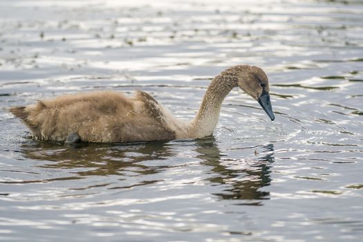 a Young swan swims elegantly on the pond