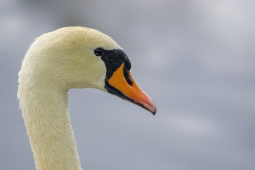 a Young swan swims elegantly on the pond