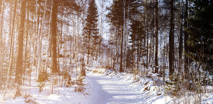 Trail in pine forest with snow and soft sunlight