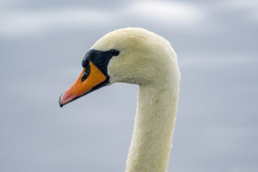 a Young swan swims elegantly on the pond