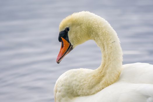 a Young swan swims elegantly on the pond