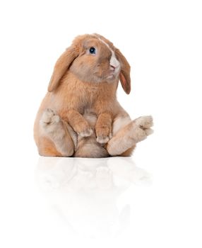 Cute and beautiful rabbit sitting. Isolated on white background, reflection, a lot of copy space.