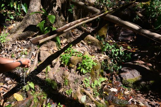 Wash your hands from water in bamboo tube in the community forest.