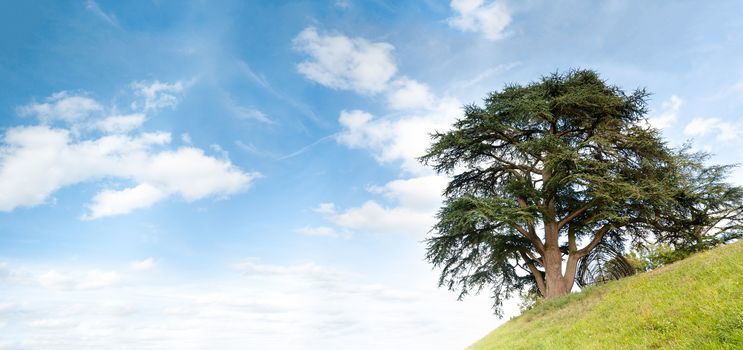 lonely tree on green hill with blue cloudy sky in background. A lot of copy space. Summer or spring season. Panorama.