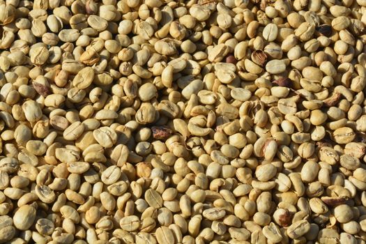 coffee parchment of Sun drying