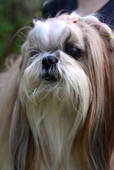Cute  Shih Tzu dog with long groomed  hair in the garden