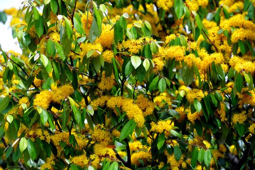 Yellow star flowers or Schoutenia glomerata King subsp.peregrina (Craib) Roekm.