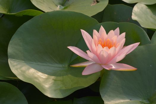 Beautiful pink waterlily or cute lotus flower in pond.