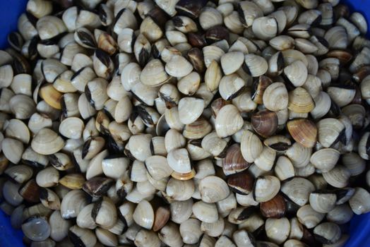 ENAMEL VENUS SHELL Sell in fresh seafood market, note subject is blurry