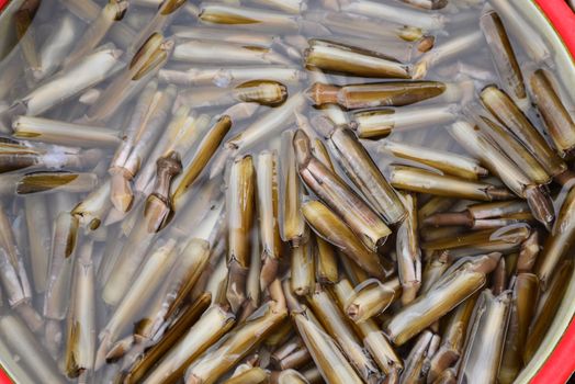 Razor clam Sell in fresh seafood market, note subject is blurry