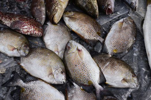 golden rabbitfish Sell in fresh seafood market, note subject is blurry