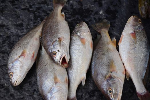 croaker fish Sell in fresh seafood market, note  select focus with shallow depth of field