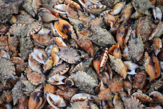 Group of Conch Sell in fresh seafood market, note  select focus with shallow depth of field