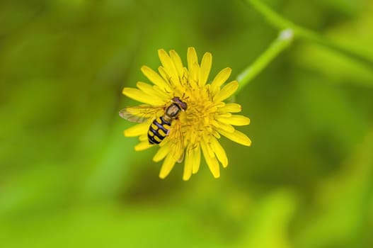 a Small wasp insect on a plant in the meadows