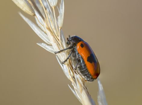 a Small beetle insect on a plant in the meadows